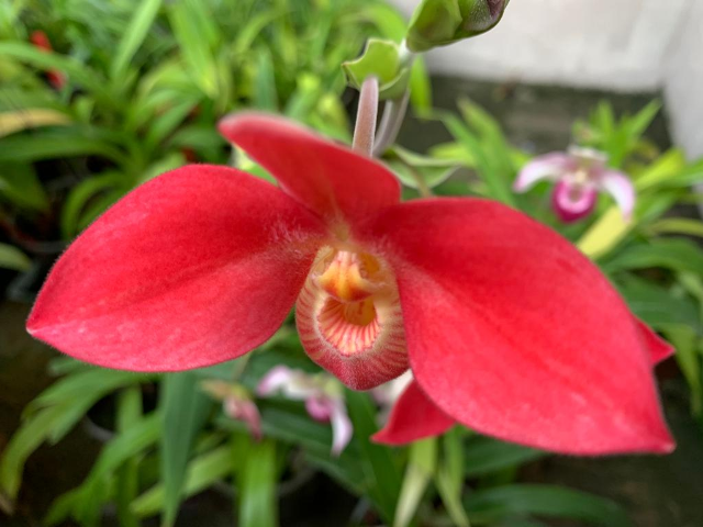 ALAO. Visita alle Serre delle Orchidee